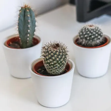 Apartament Portucale ! Concept Campo Ourique *